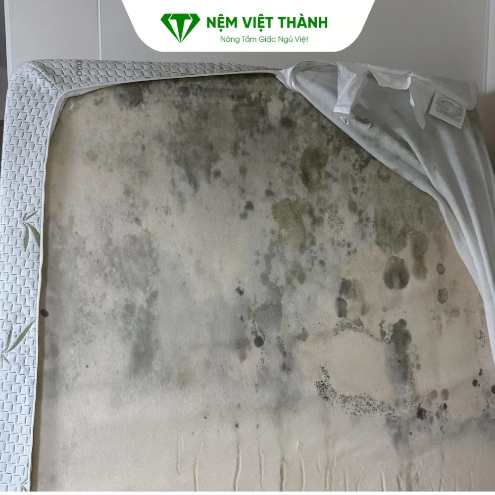 Nhược điểm khi nằm nệm dưới đất sẽ khiến nệm đễ bị nấm mốc