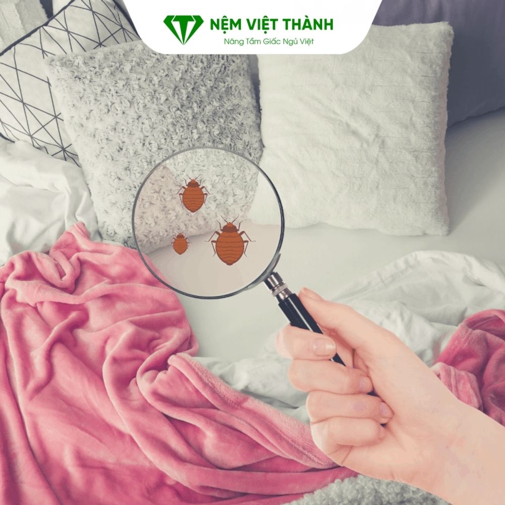 Tác hại khi không giặt nệm thường xuyên sẽ tích tụ vi khuẩn trên nệm Tác hại khi không giặt nệm thường xuyên sẽ tích tụ vi khuẩn trên nệm