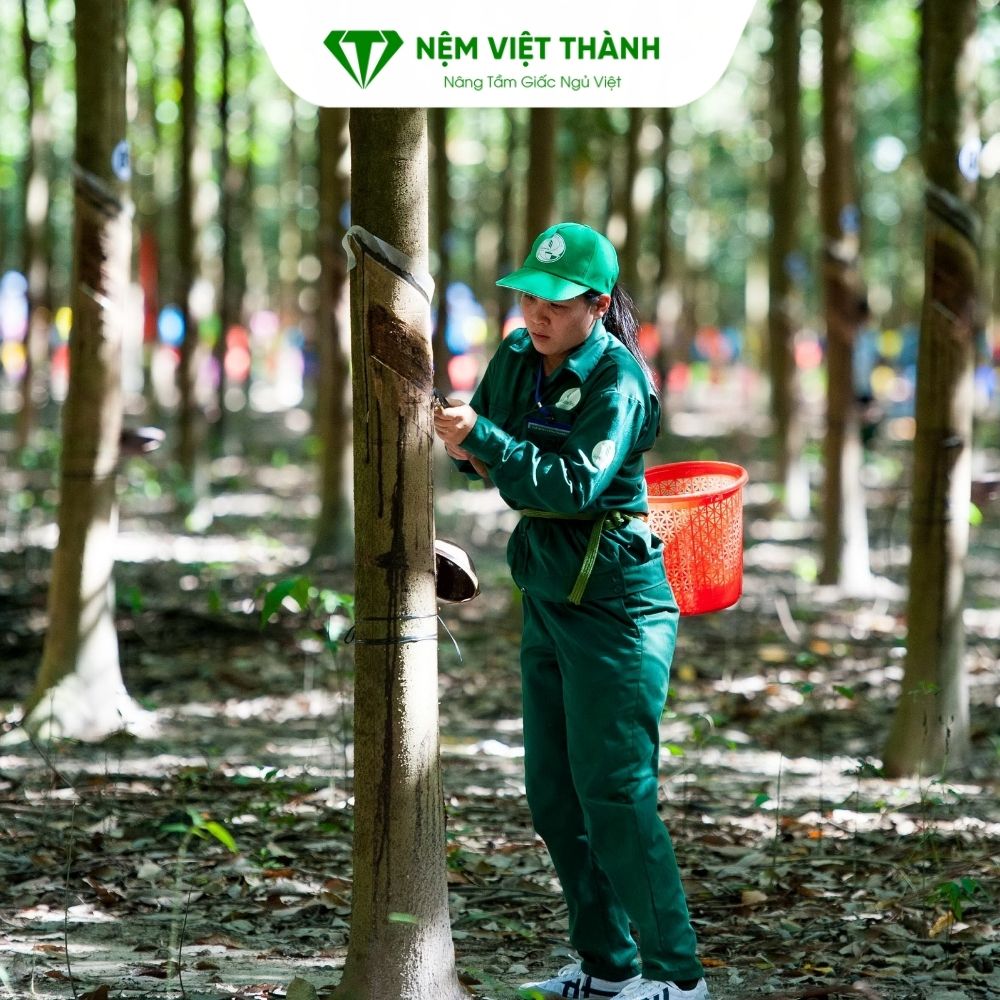 Thu hoạch mủ cao su thiên nhiên là công đoạn đầu tiên của quy trình sản xuất nệm cao su thiên nhiên Thu hoạch mủ cao su thiên nhiên là công đoạn đầu tiên của quy trình sản xuất nệm cao su thiên nhiên