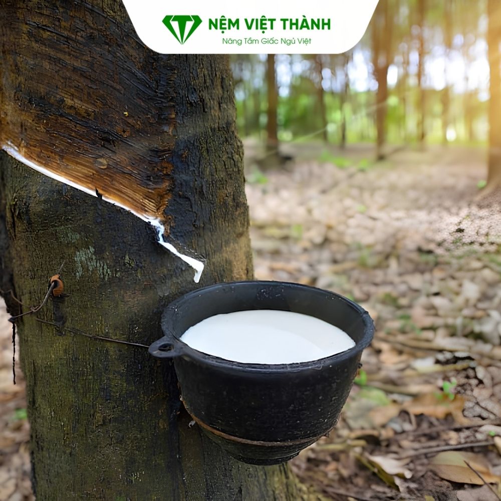 Công đoạn tiếp theo là xử lý mủ cao su thiên nhiên Công đoạn tiếp theo là xử lý mủ cao su thiên nhiên