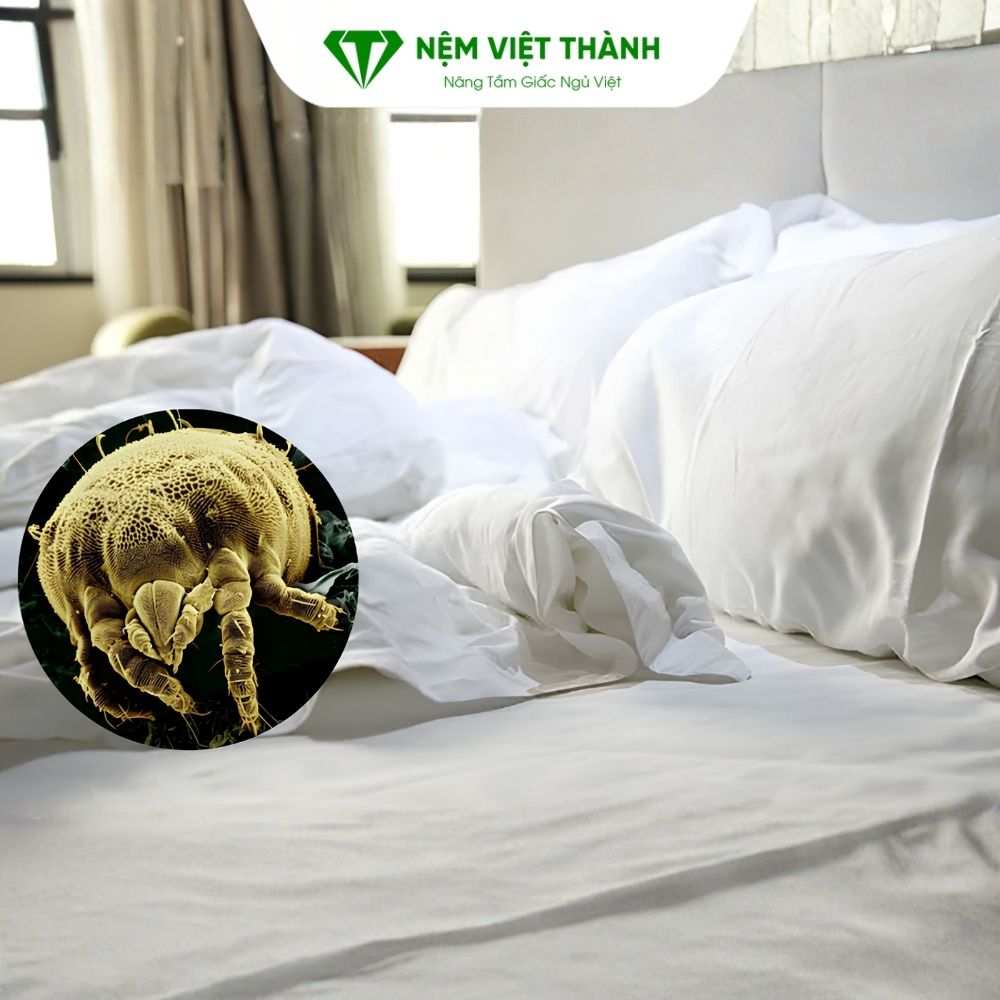Vì sao vi khuẩn dễ tích tụ trên nệm?